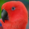 eclectus roratus parrot