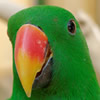 eclectus roratus parrot