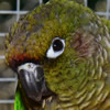 maroon bellied conure