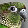 maroon bellied conure