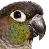 maroon bellied conure