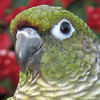 maroon bellied conure