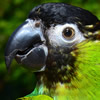 nanday conure