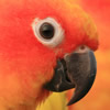 sun conure