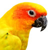 sun conure