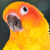 sun conure