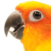 sun conure