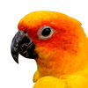 sun conure