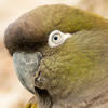 patagonian conure