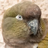 patagonian conure