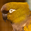 patagonian conure