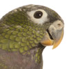 pionus parrots