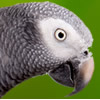 timneh african grey