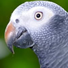 timneh african grey