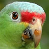 red lored amazon 