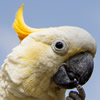 citron cockatoo