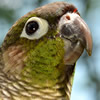 green cheeked conure