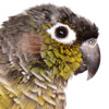 green cheeked conure