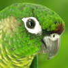 green cheeked conure