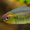 glowlight tetra