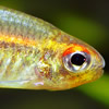 glowlight tetra