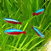 neon tetra