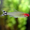 rummy-nose tetra