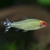 rummy-nose tetra