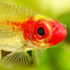 rummy-nose tetra