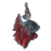 veiltail betta