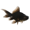 black moor goldfish