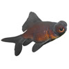 black moor goldfish