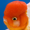 oranda goldfish