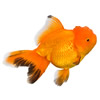 oranda goldfish