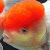 oranda goldfish