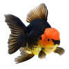 oranda goldfish