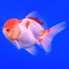 oranda goldfish