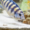bumblebee african cichlid