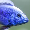 electric blue cichlid