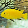 electric yellow cichlid