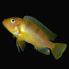 kenyi african cichlid