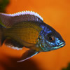 red fin kadango cichlid