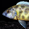 venustus cichlid