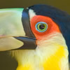 toucans