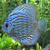 discus