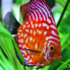 discus