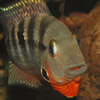 firemouth cichlid