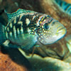 jack dempsey cichlid