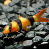 loaches