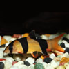 loaches